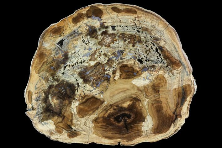 Petrified Wood (Cherry) Round - McDermitt, Oregon #104892